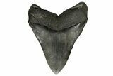 Fossil Megalodon Tooth - Huge Meg Tooth #182843-2